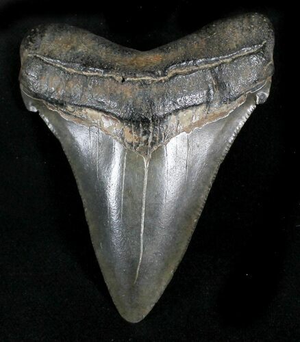 Nice Chubutensis Tooth - Megalodon Ancestor #23956